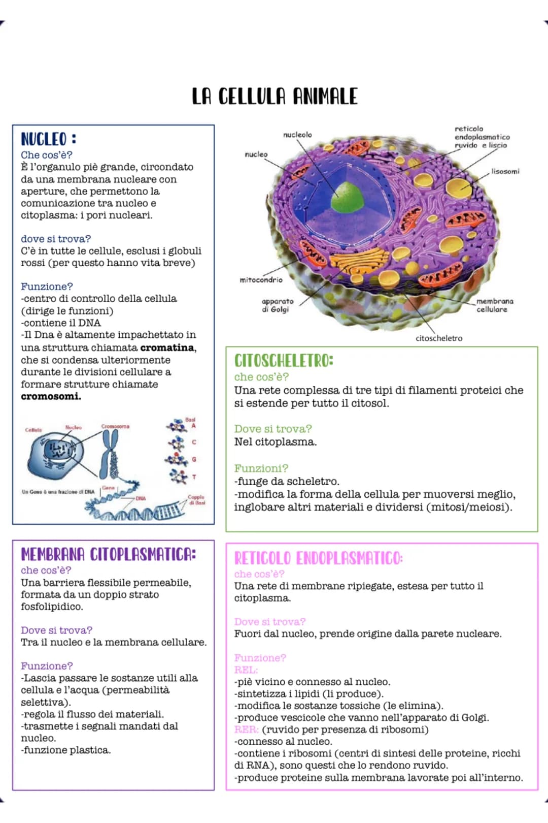 # LA CELLULA
La cellula è l'unità strutturale funzionale e fondamentale del corpo.
# PROCARIOTICA:
-La cellula procariotica ha dimensioni