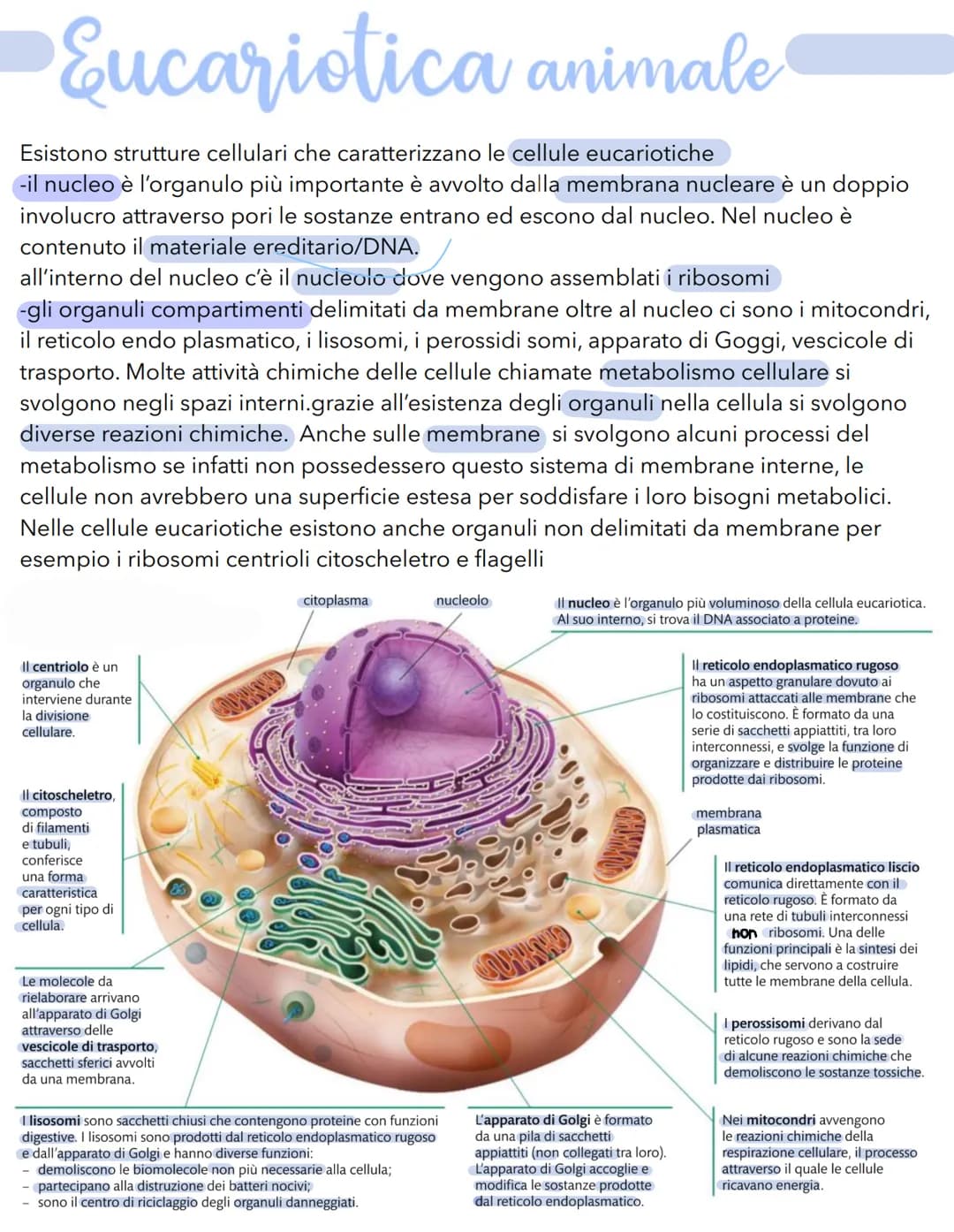 # Science # La cellula
Tutti gli organismi sono formati da cellule
alcuni sono unicellulari (1 cellula) e altri
pluricellulari (più cellule