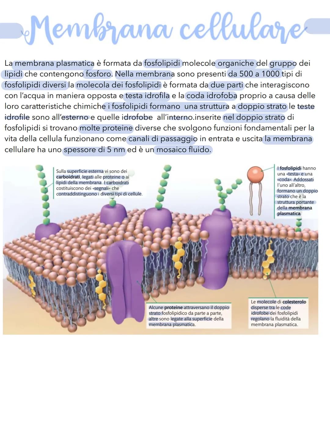# Science # La cellula
Tutti gli organismi sono formati da cellule
alcuni sono unicellulari (1 cellula) e altri
pluricellulari (più cellule