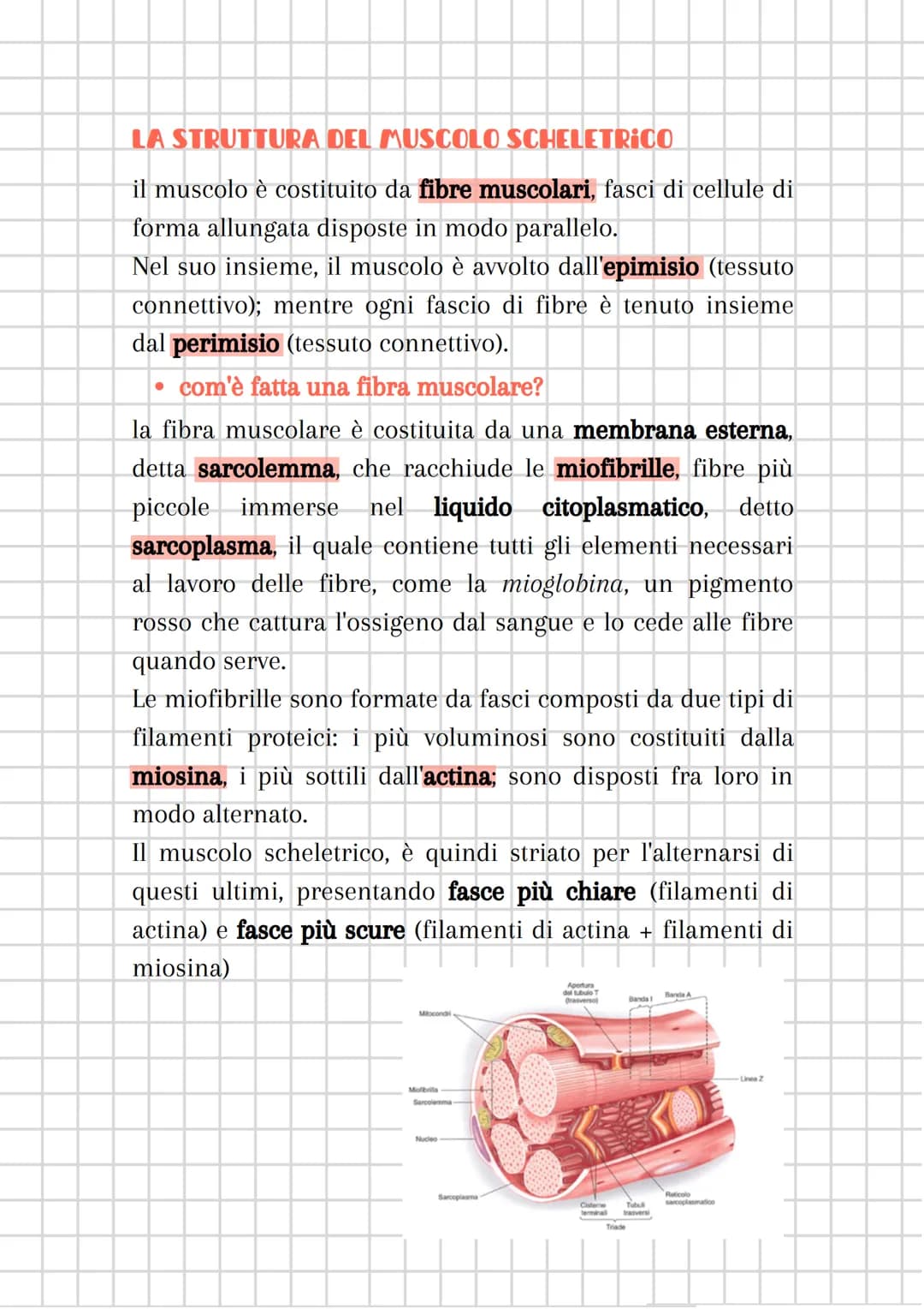 # il sistema muscolare
è costituito dall'insieme dei MUSCOLI
sistema muscolare + sistema nervoso
=
componente attiva dell'apparato locomot