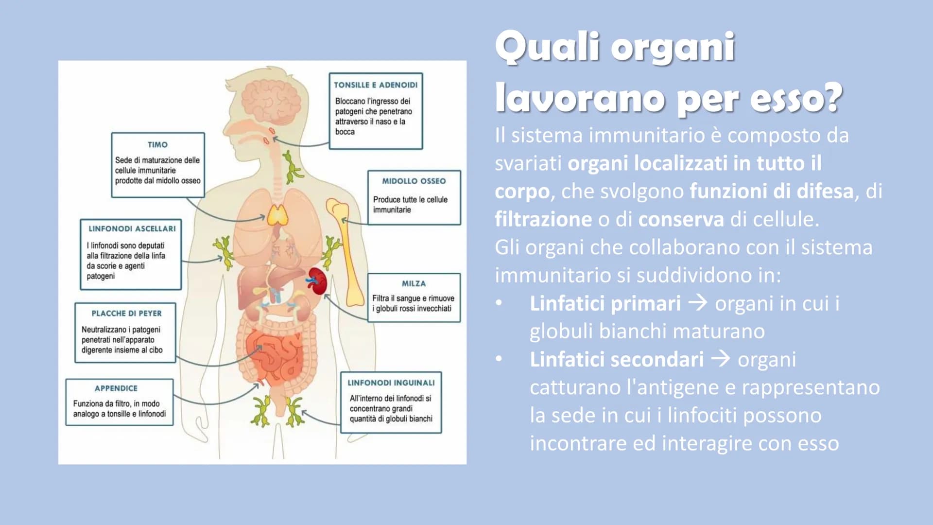 Ricerca di scienze di Ronzoni Asia classe 3^A
IL SISTEMA
IMMUNITARIO
DEL CORPO UMANO # Cosa è il sistema immunitario del corpo umano?
Il s