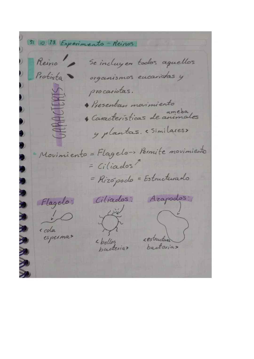 31 10 23 Experimento - Reinos
Reino
Protista
GARACTERIS
Se incluyen todos aquellos
organismos eucariotas y
procariotas.
Presentan movimi