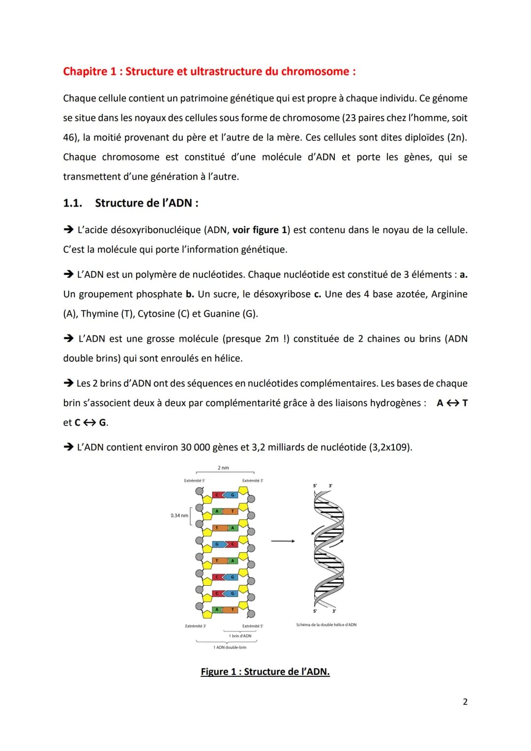 PARTIE 4: L'information génétique et son expression
Chapitre 1: Structure et ultrastructure du chromosome:
1.1. Structure de l'ADN
1.2. De