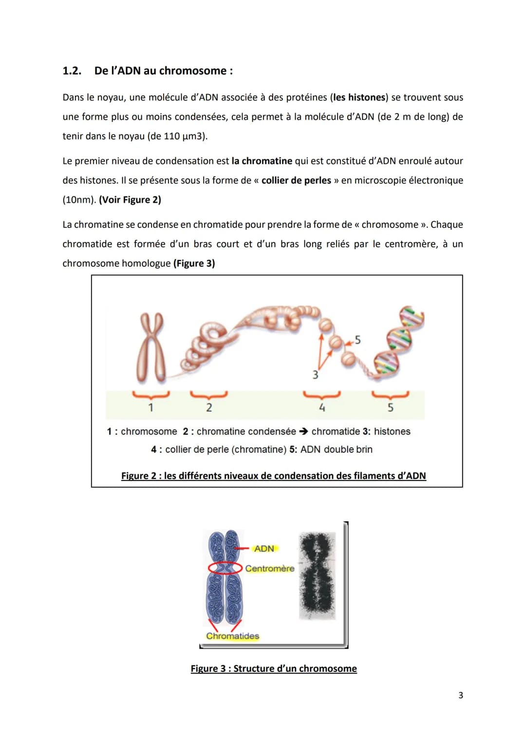 PARTIE 4: L'information génétique et son expression
Chapitre 1: Structure et ultrastructure du chromosome:
1.1. Structure de l'ADN
1.2. De