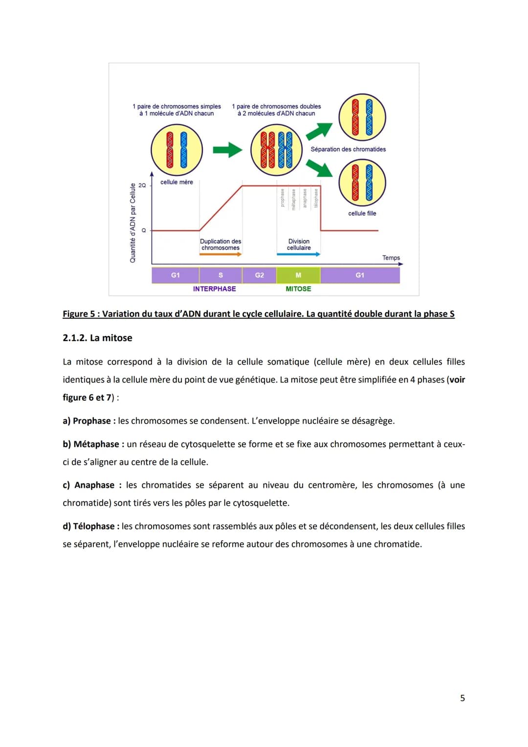 PARTIE 4: L'information génétique et son expression
Chapitre 1: Structure et ultrastructure du chromosome:
1.1. Structure de l'ADN
1.2. De