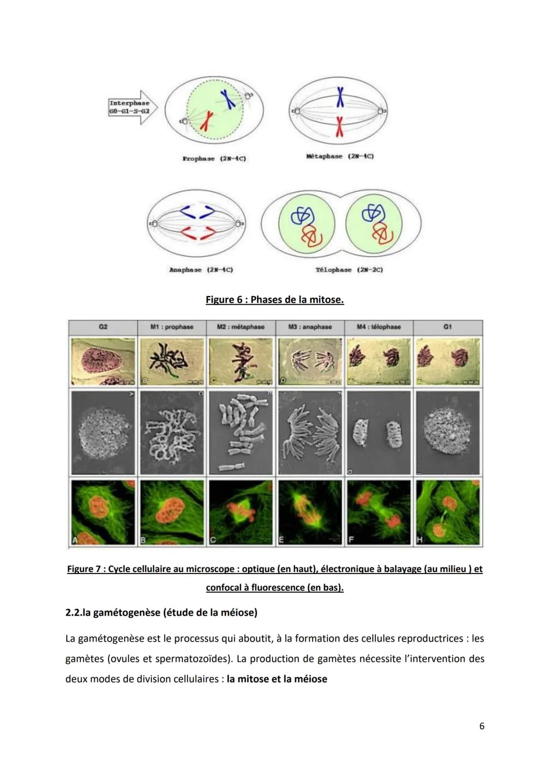 PARTIE 4: L'information génétique et son expression
Chapitre 1: Structure et ultrastructure du chromosome:
1.1. Structure de l'ADN
1.2. De