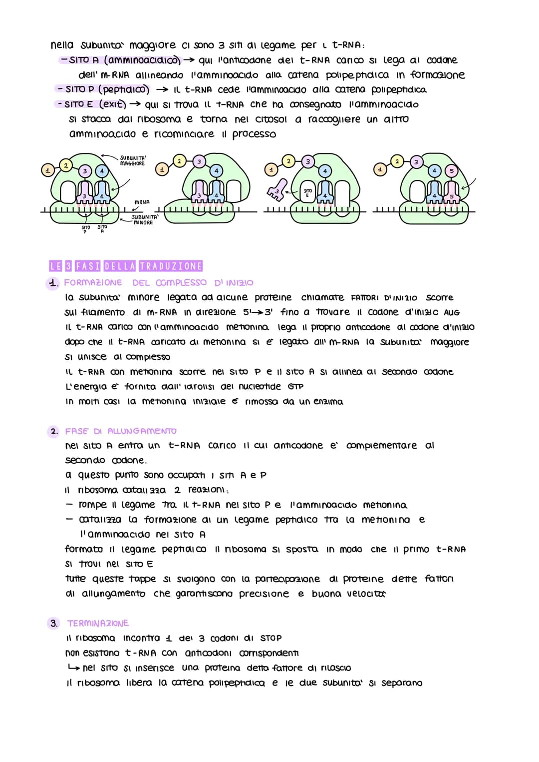 # ESPRESSIONE CENICA
# E RECOLAZIONE
UN GENE. UN POLIPEPTIDE
Obiettivo: capire come sono codificate, trasportate e decodificate le informa