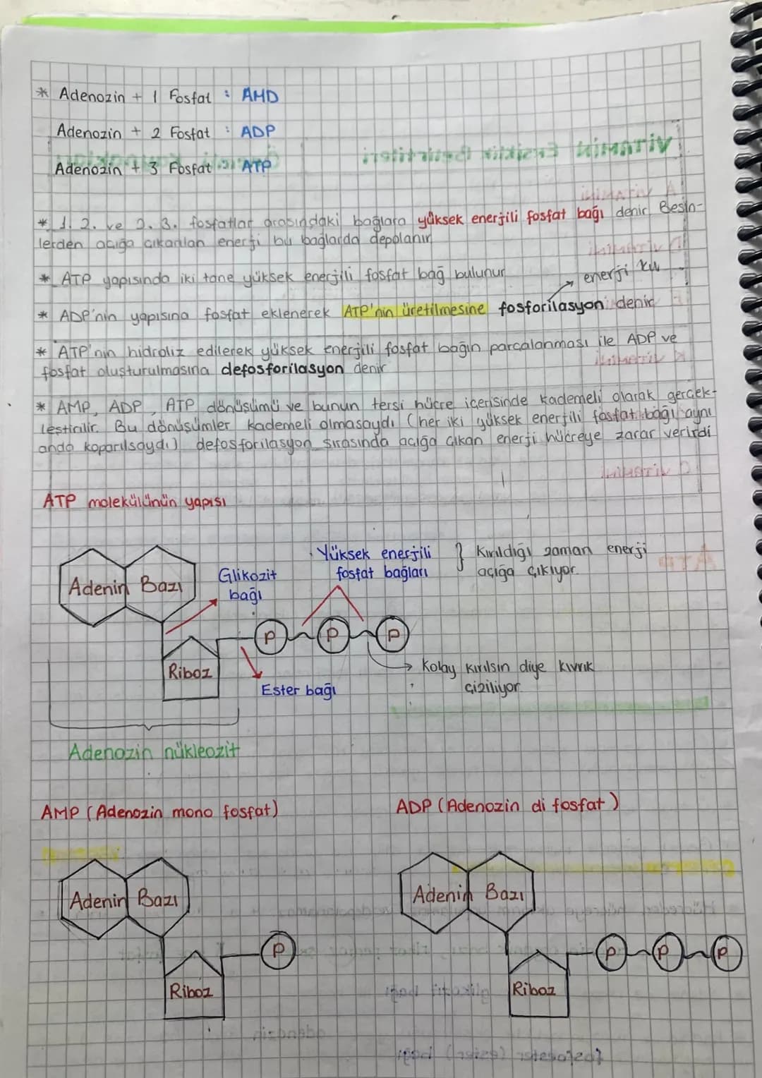 ATP
* Besinlerin Solunumla parçalanması sonucunda açığa çıkan enerjinin kısa sureli depolan
dığı moleküldür.
* Atp enerjisine dönüştürülmemi