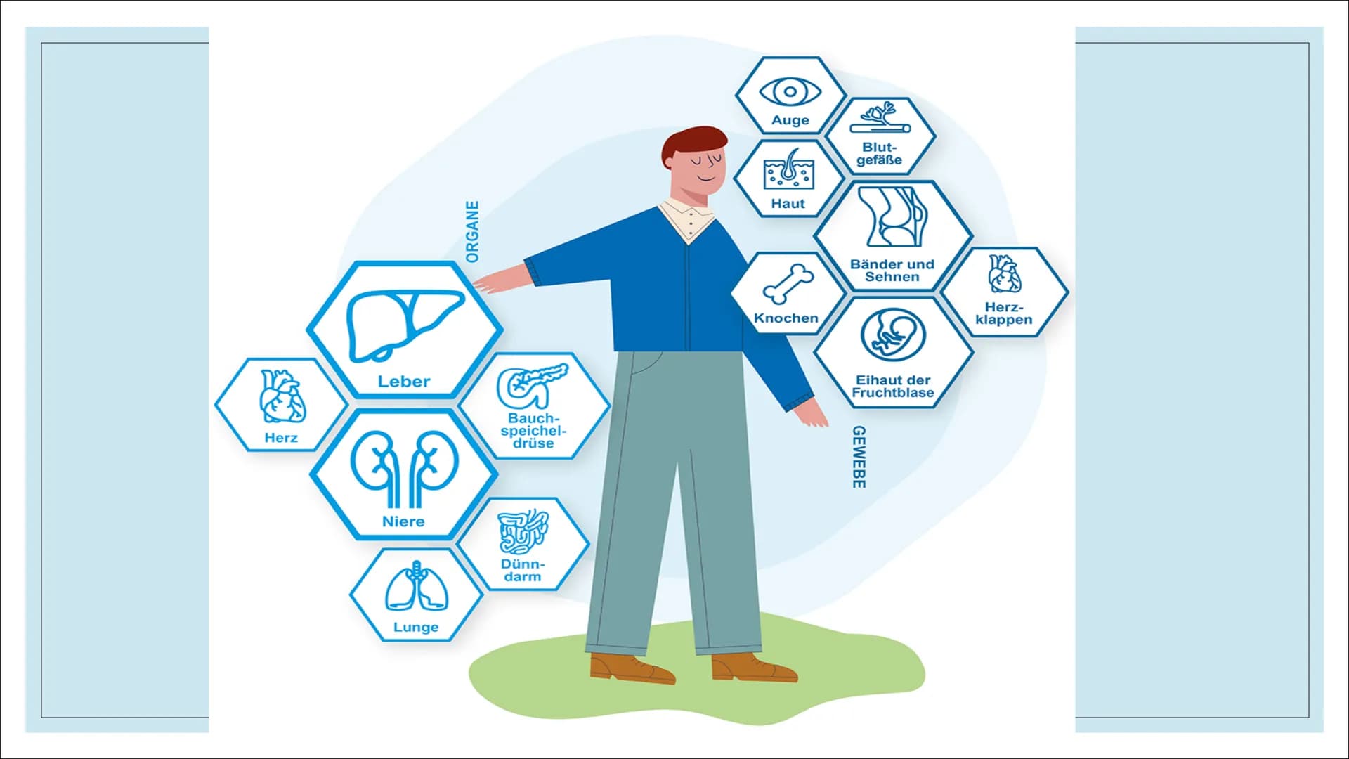 ORGANSPENDE # Struktur
1. Leitfrage
2. Definition
3. Organe und Gewebe zum Spenden
4. Voraussetzungen
5. Organspendeausweis
6. Organspender