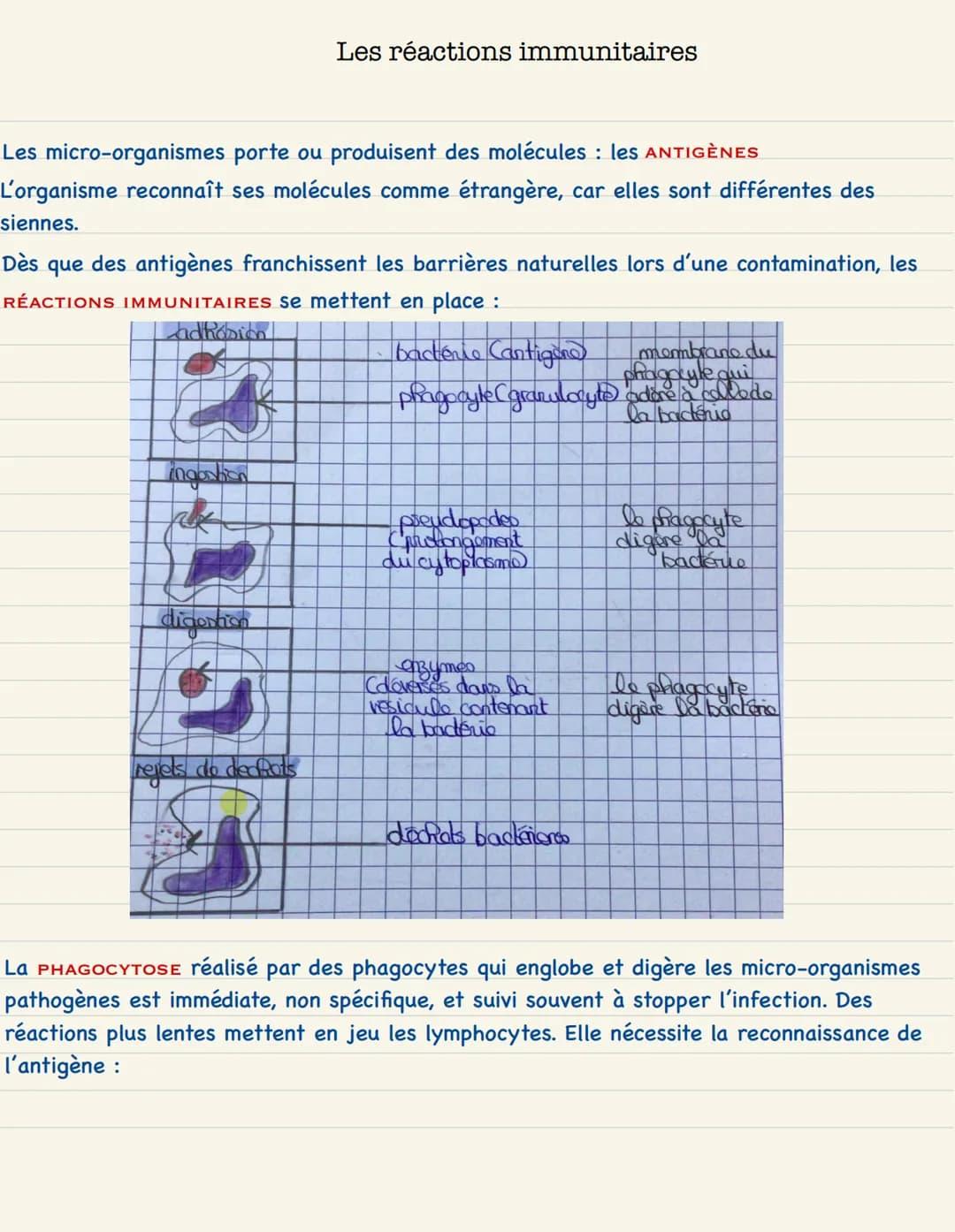 # Le monde microbien
L'homme est en permanence confronté à de nombreux MICRO-ORGANISMES dont les
bactéries unicellulaires, omniprésentes da