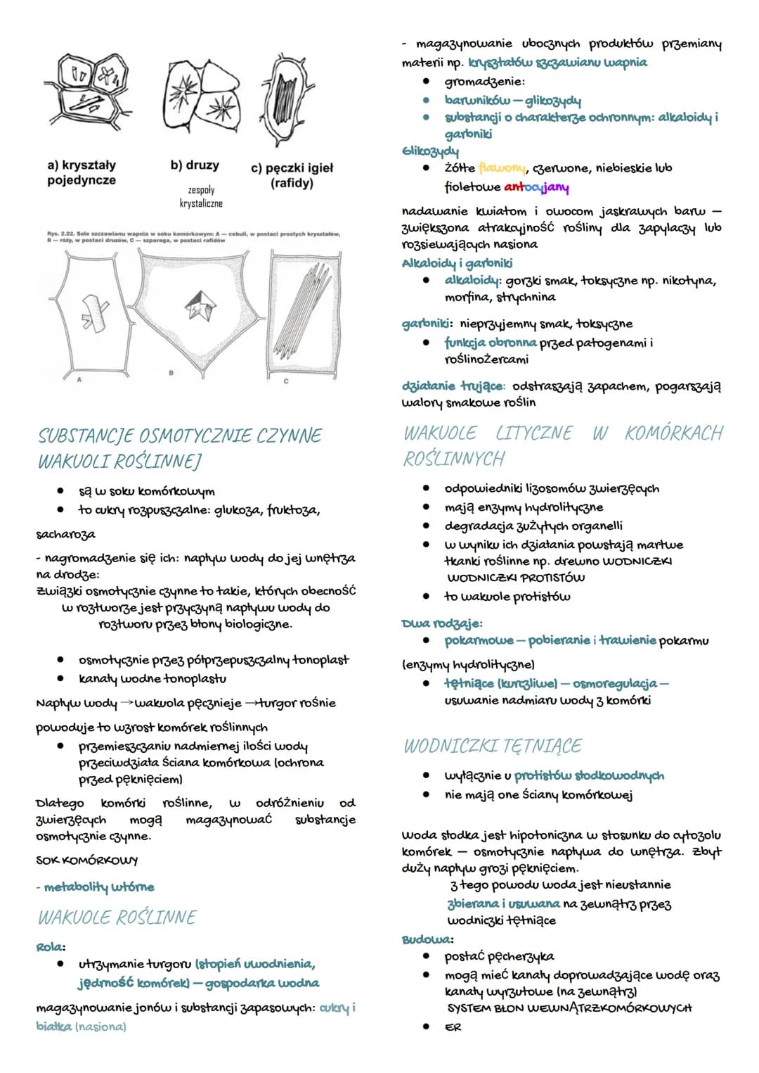 # LIZOSOMY, PEROKSYSOMY I WAKUOLE
organella o budowie obłonionego pęcherzyka
# LIZOSOMY
występowanie:
- komórki zwierzęce
- komórki protist