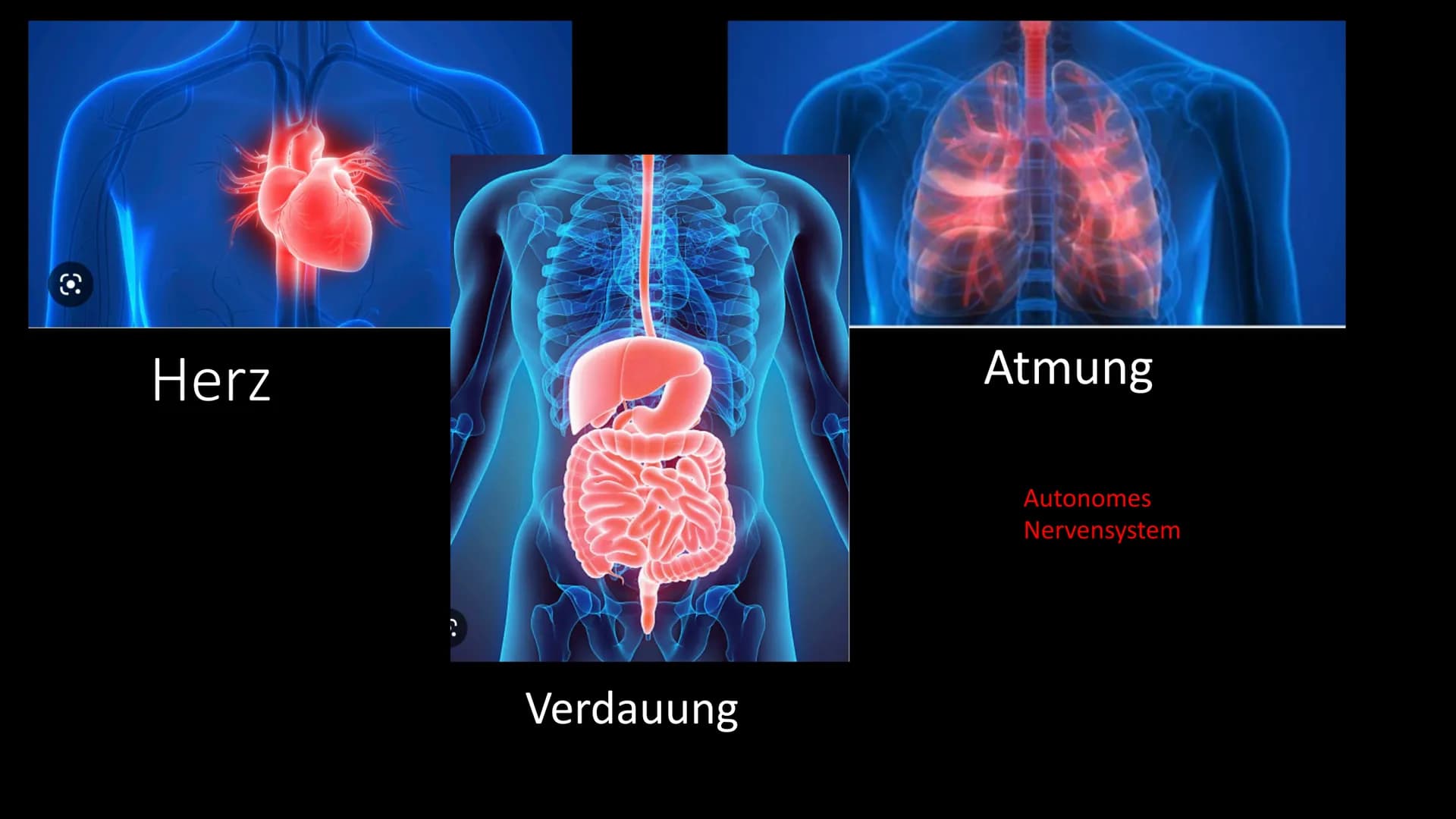 <h2>Definition des vegetativen Nervensystems + Beispiel</h2>
<p>Das vegetative Nervensystem regelt die Abläufe im Körper, die man nicht mit
