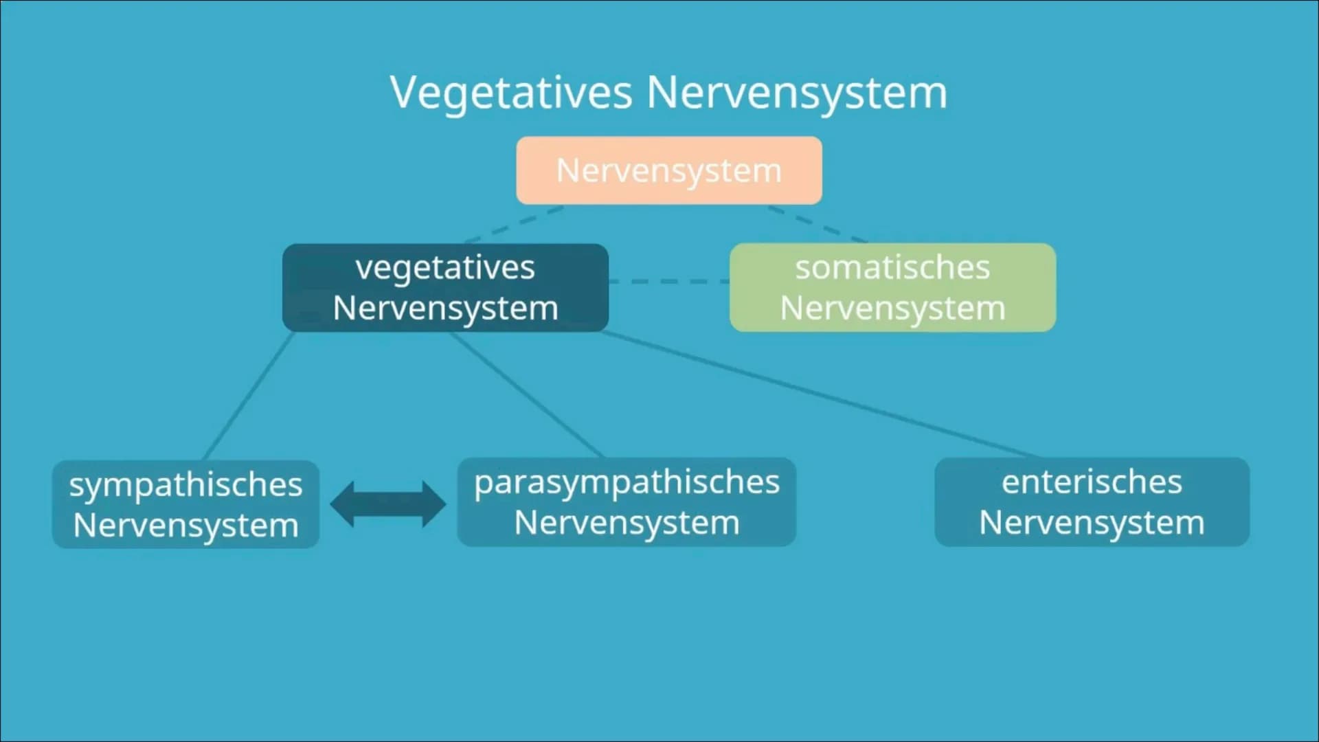<h2>Definition des vegetativen Nervensystems + Beispiel</h2>
<p>Das vegetative Nervensystem regelt die Abläufe im Körper, die man nicht mit