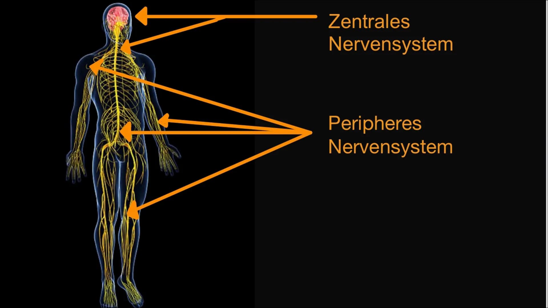 <h2>Definition des vegetativen Nervensystems + Beispiel</h2>
<p>Das vegetative Nervensystem regelt die Abläufe im Körper, die man nicht mit