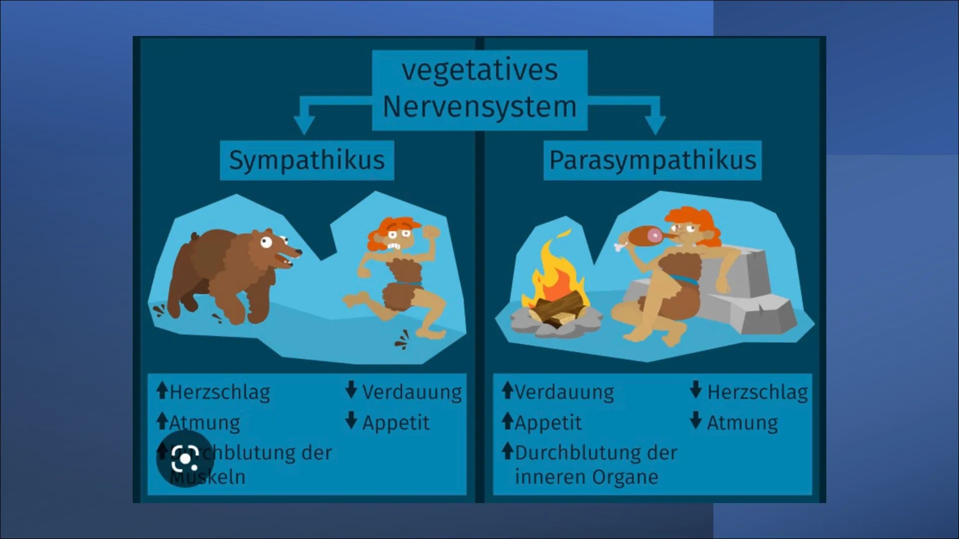 <h2>Definition des vegetativen Nervensystems + Beispiel</h2>
<p>Das vegetative Nervensystem regelt die Abläufe im Körper, die man nicht mit