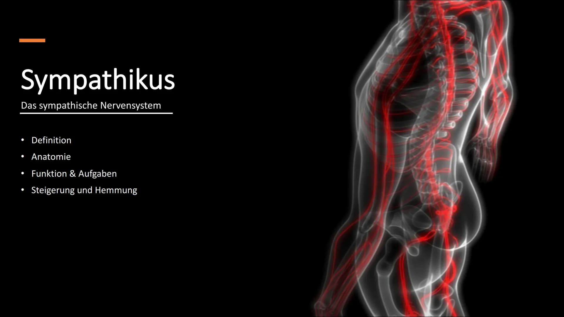 <h2>Definition des vegetativen Nervensystems + Beispiel</h2>
<p>Das vegetative Nervensystem regelt die Abläufe im Körper, die man nicht mit