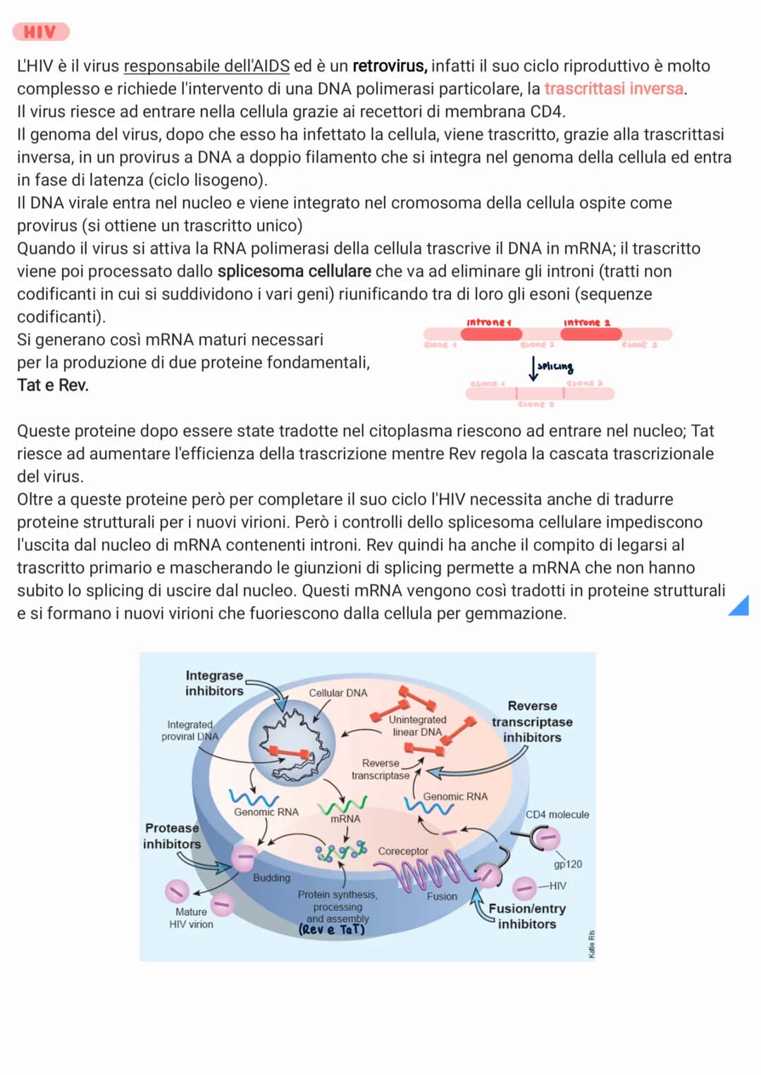 <p>I virus sono piccoli agenti infettivi che invadono le cellule e le trasformano in produttori di altri virus. Biologicamente sono parassi