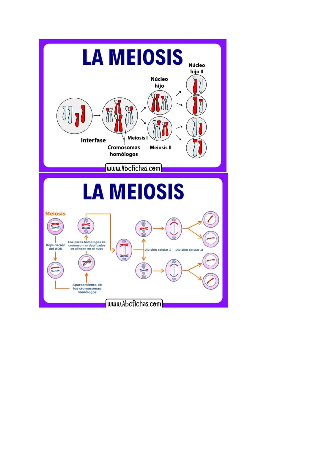 # MITOSIS Y MEIOSIS CELULAR
1. Mitosis
La mitosis es el proceso de división celular mediante el cual una célula madre origina
dos células