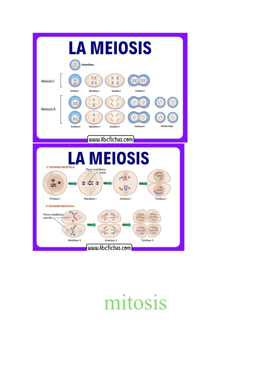 # MITOSIS Y MEIOSIS CELULAR
1. Mitosis
La mitosis es el proceso de división celular mediante el cual una célula madre origina
dos células