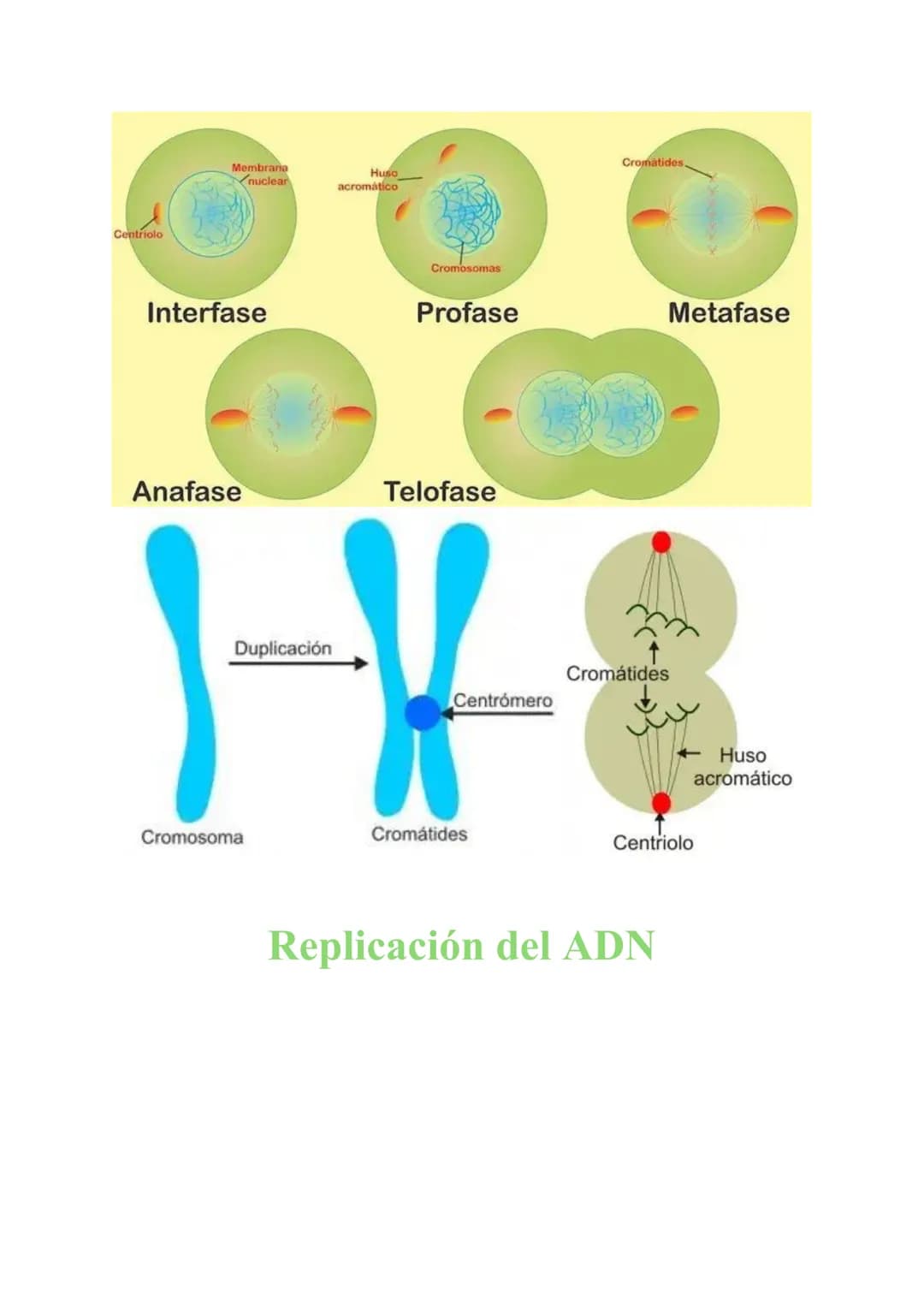 # MITOSIS Y MEIOSIS CELULAR
1. Mitosis
La mitosis es el proceso de división celular mediante el cual una célula madre origina
dos células