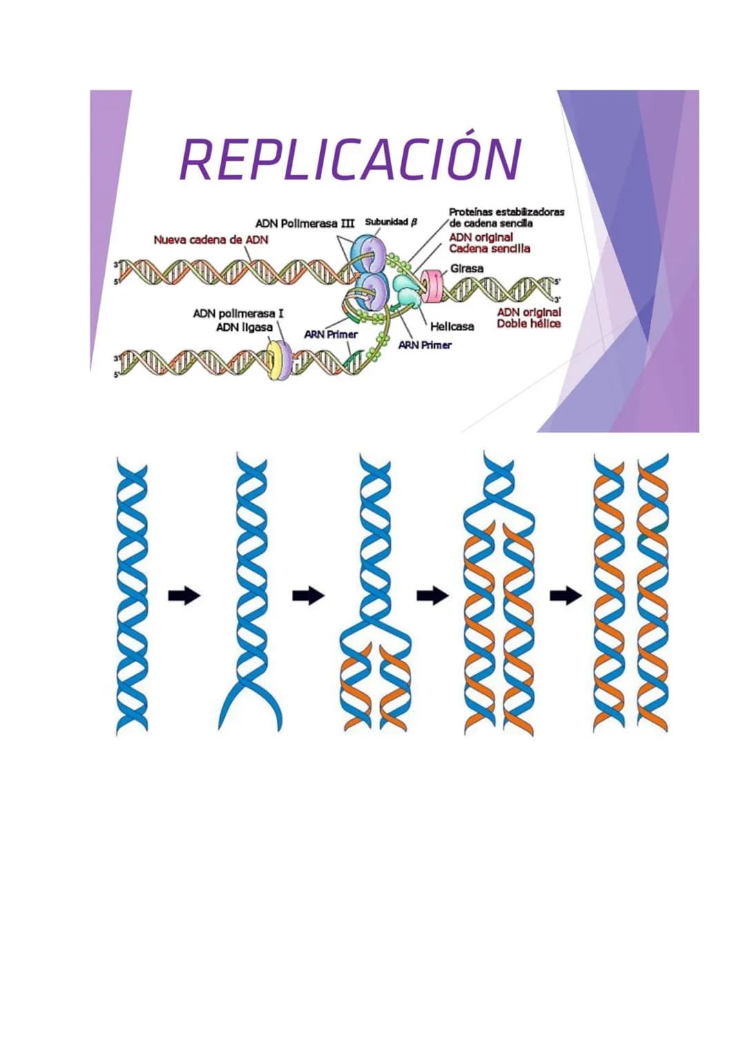 # MITOSIS Y MEIOSIS CELULAR
1. Mitosis
La mitosis es el proceso de división celular mediante el cual una célula madre origina
dos células