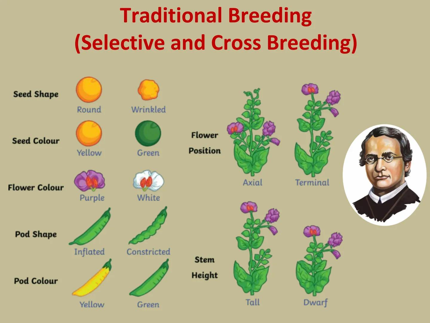 ## GMOs
# ARE GMOs REALLY DOING MORE HARM THAN GOOD? Do Now: Look at the pairs of pictures
below and predict why they are
different.
P2 3: