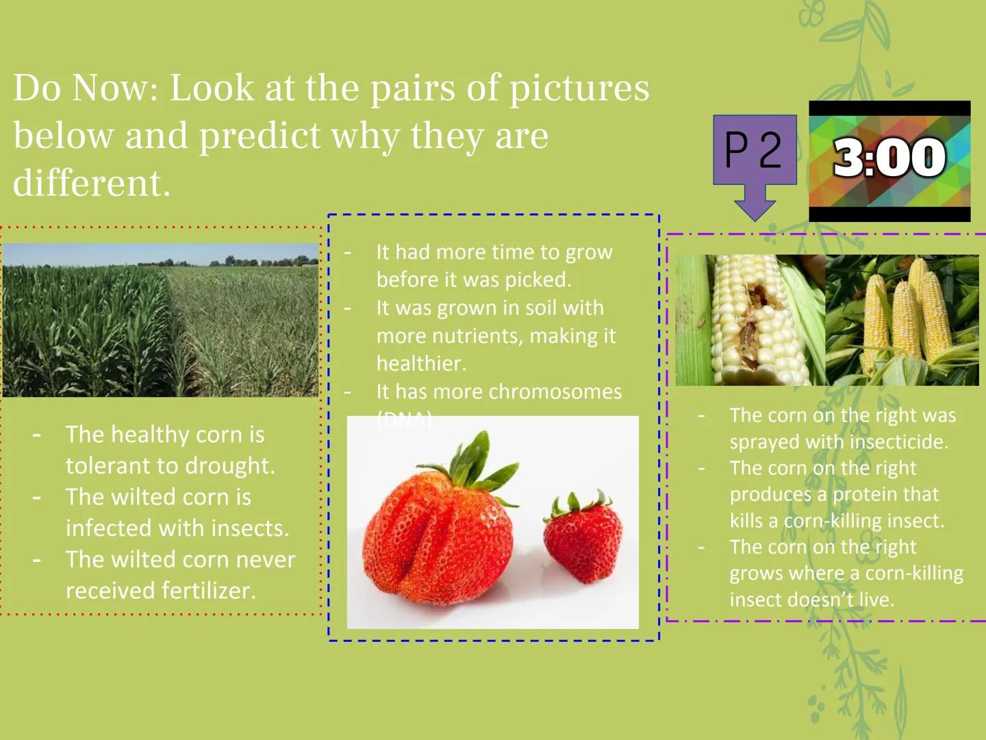 ## GMOs
# ARE GMOs REALLY DOING MORE HARM THAN GOOD? Do Now: Look at the pairs of pictures
below and predict why they are
different.
P2 3:
