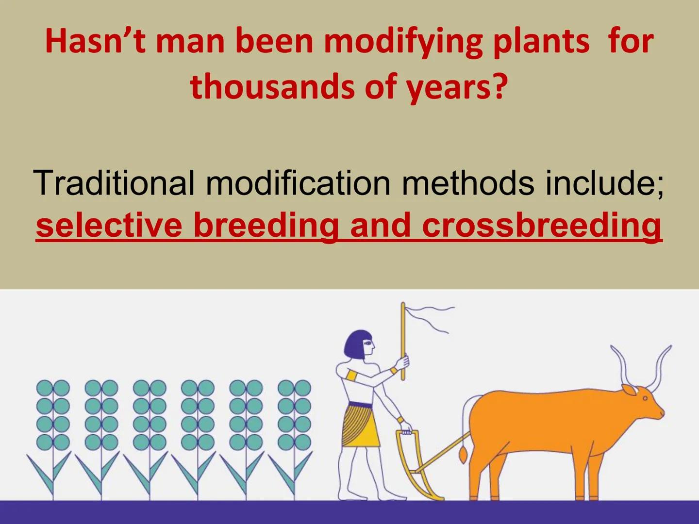 ## GMOs
# ARE GMOs REALLY DOING MORE HARM THAN GOOD? Do Now: Look at the pairs of pictures
below and predict why they are
different.
P2 3: