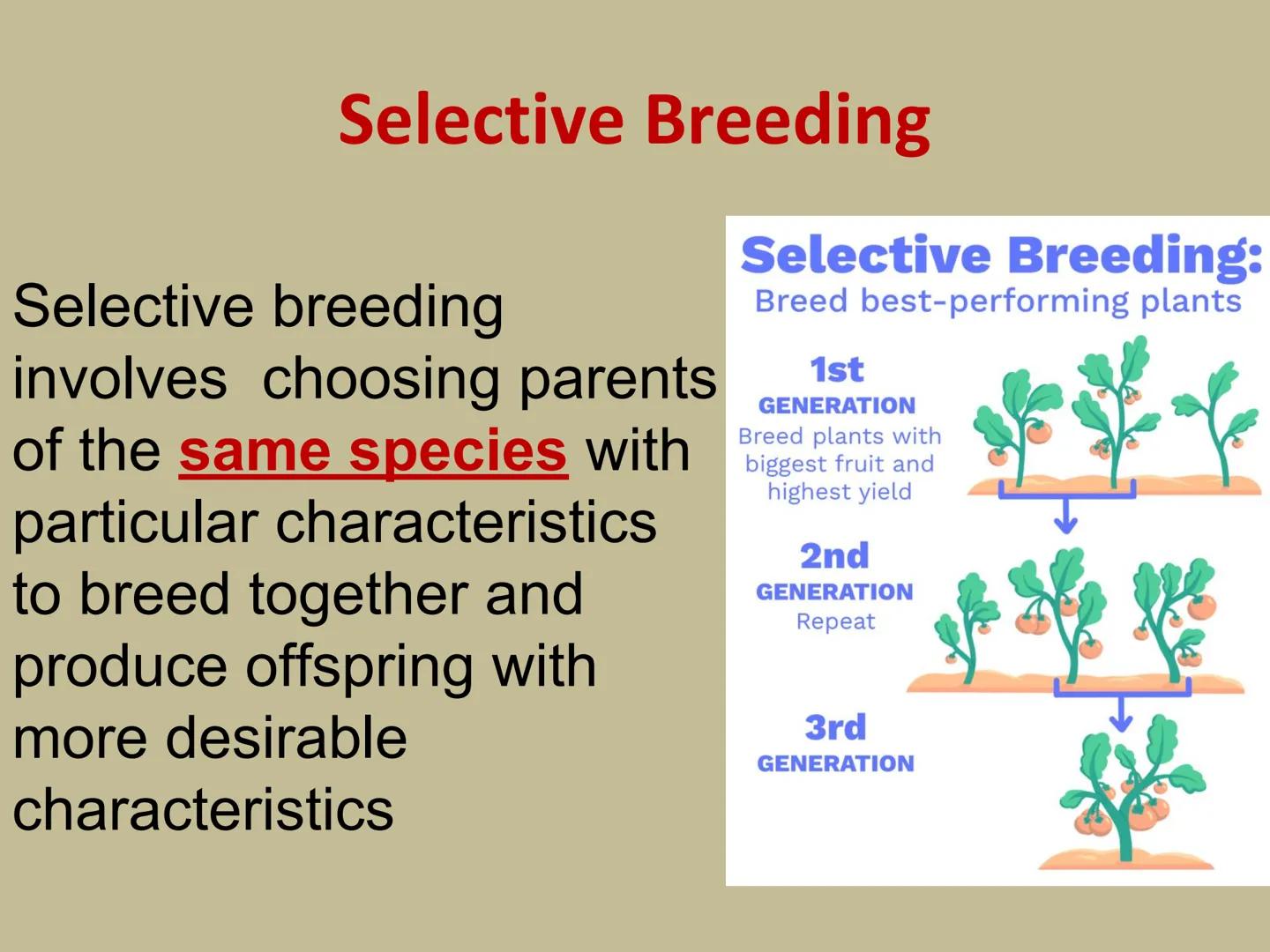 ## GMOs
# ARE GMOs REALLY DOING MORE HARM THAN GOOD? Do Now: Look at the pairs of pictures
below and predict why they are
different.
P2 3: