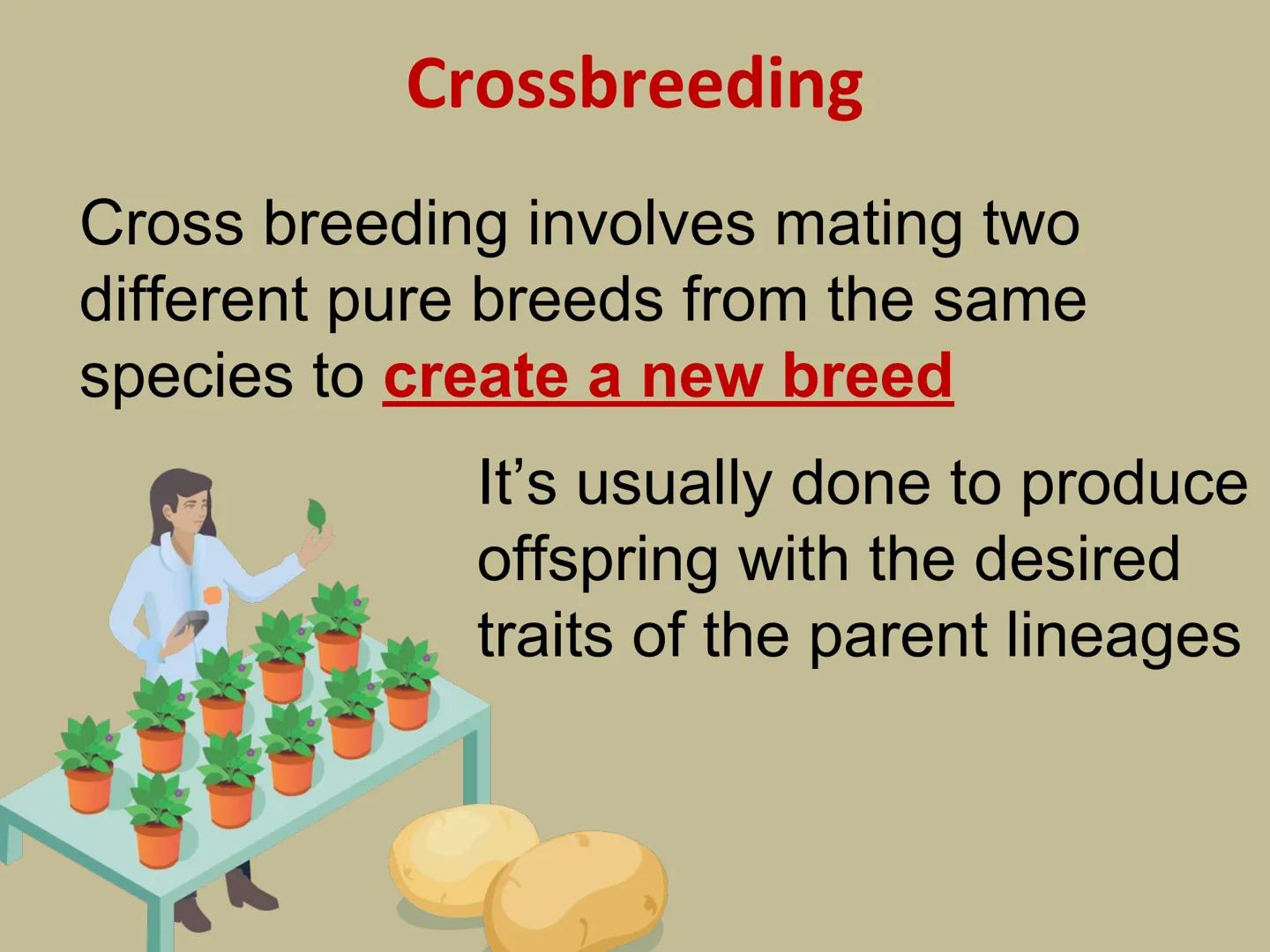 ## GMOs
# ARE GMOs REALLY DOING MORE HARM THAN GOOD? Do Now: Look at the pairs of pictures
below and predict why they are
different.
P2 3: