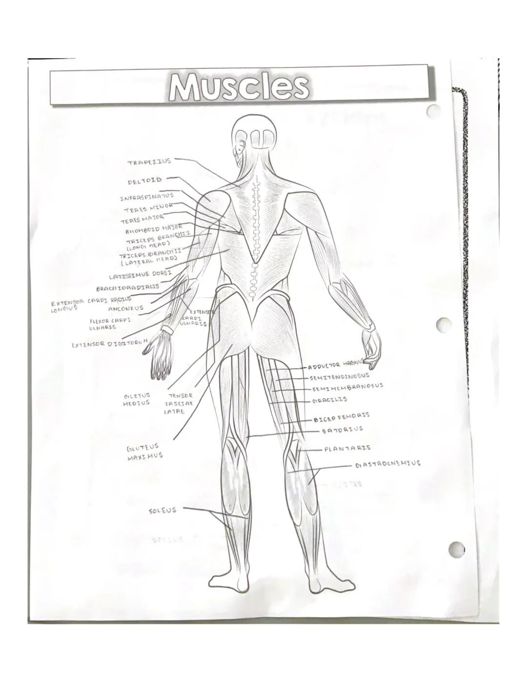 # spelling counts
# Muscles
RECTUS
ABDOMINIS
EXTERNAL
OBLIGUE
TRAPEZIUS
•DELTOID
PECTORALIS MAJOR
LATISSIMUS DORSI
SEARATUS ANTERIOR