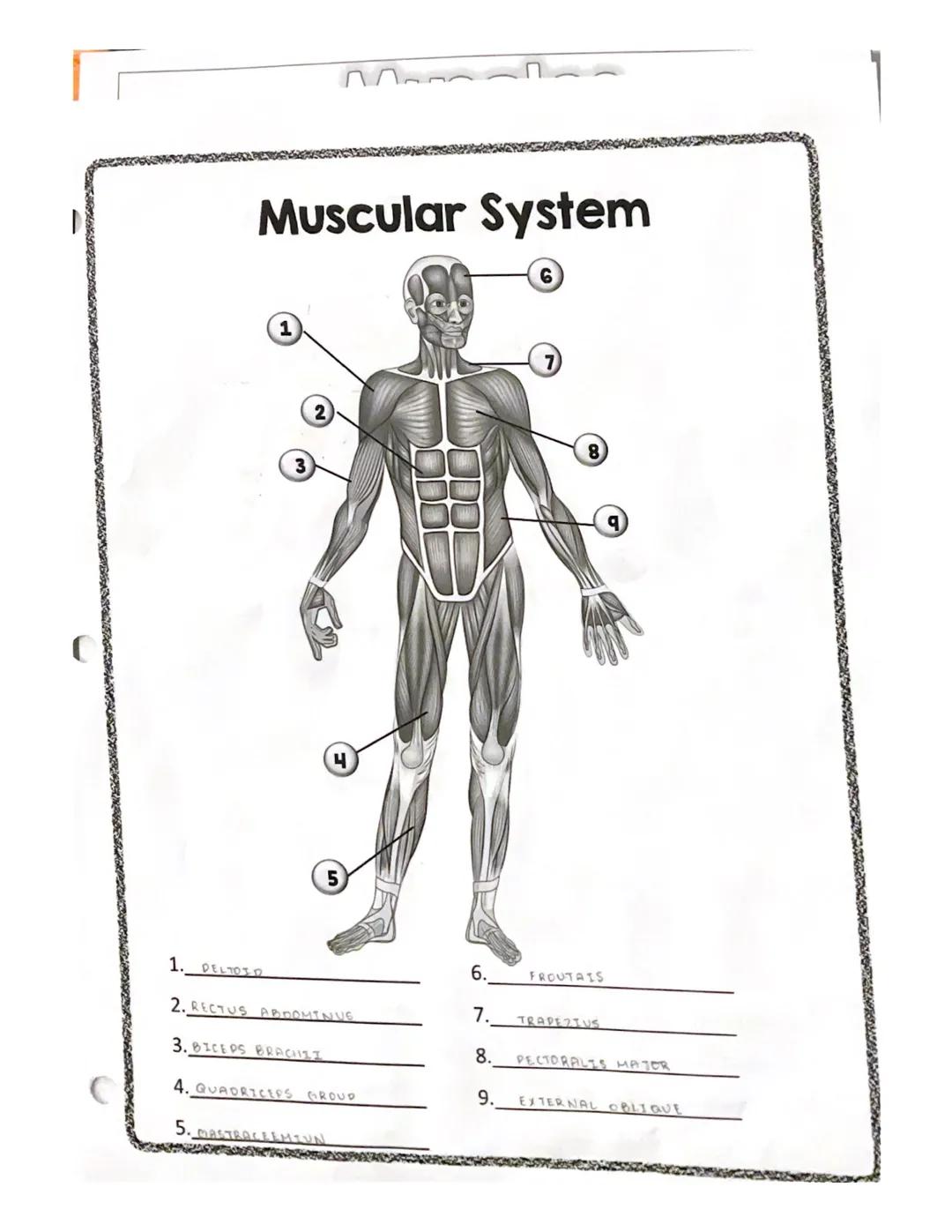 # spelling counts
# Muscles
RECTUS
ABDOMINIS
EXTERNAL
OBLIGUE
TRAPEZIUS
•DELTOID
PECTORALIS MAJOR
LATISSIMUS DORSI
SEARATUS ANTERIOR