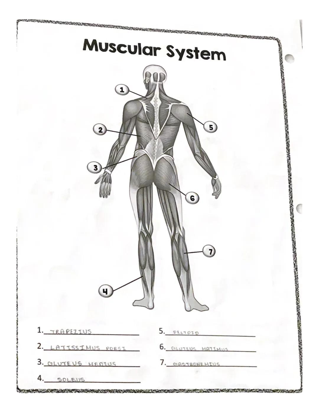 # spelling counts
# Muscles
RECTUS
ABDOMINIS
EXTERNAL
OBLIGUE
TRAPEZIUS
•DELTOID
PECTORALIS MAJOR
LATISSIMUS DORSI
SEARATUS ANTERIOR