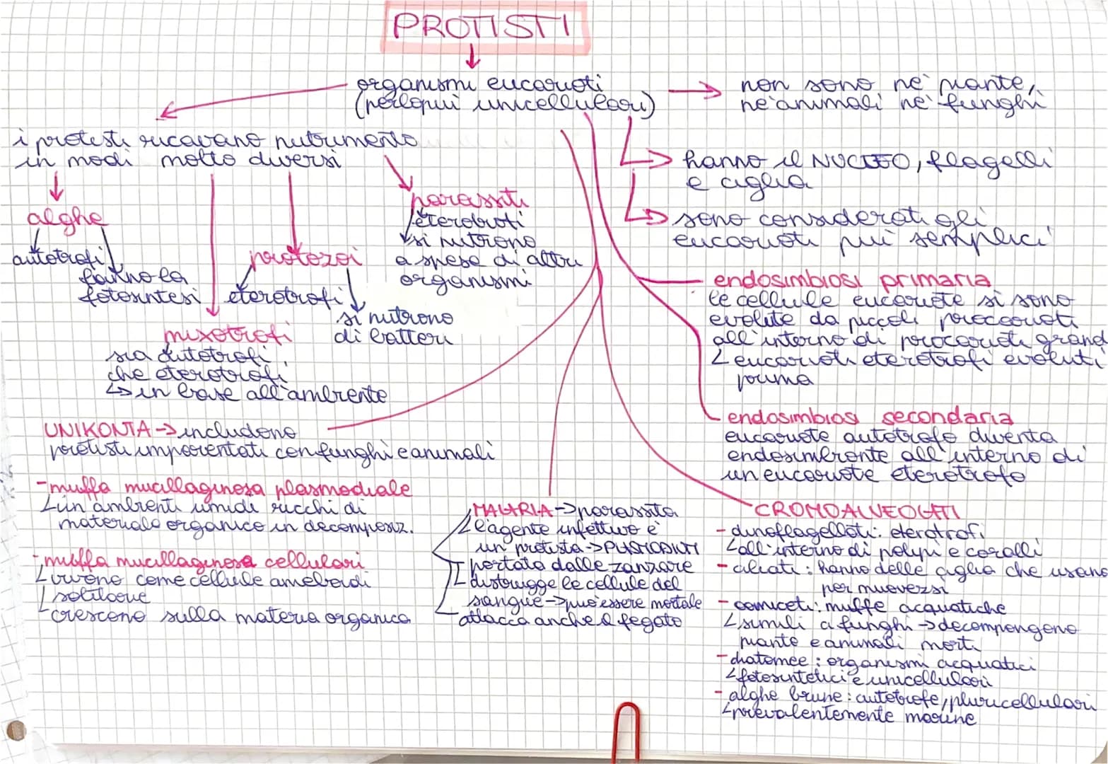 PROTISTI
↓
organismi eucarioti
(perloper unicellular)
i proteste ricavano nutrumento
in modi molto dweusi
↓
alghe
harassti
eterobusti
si nu