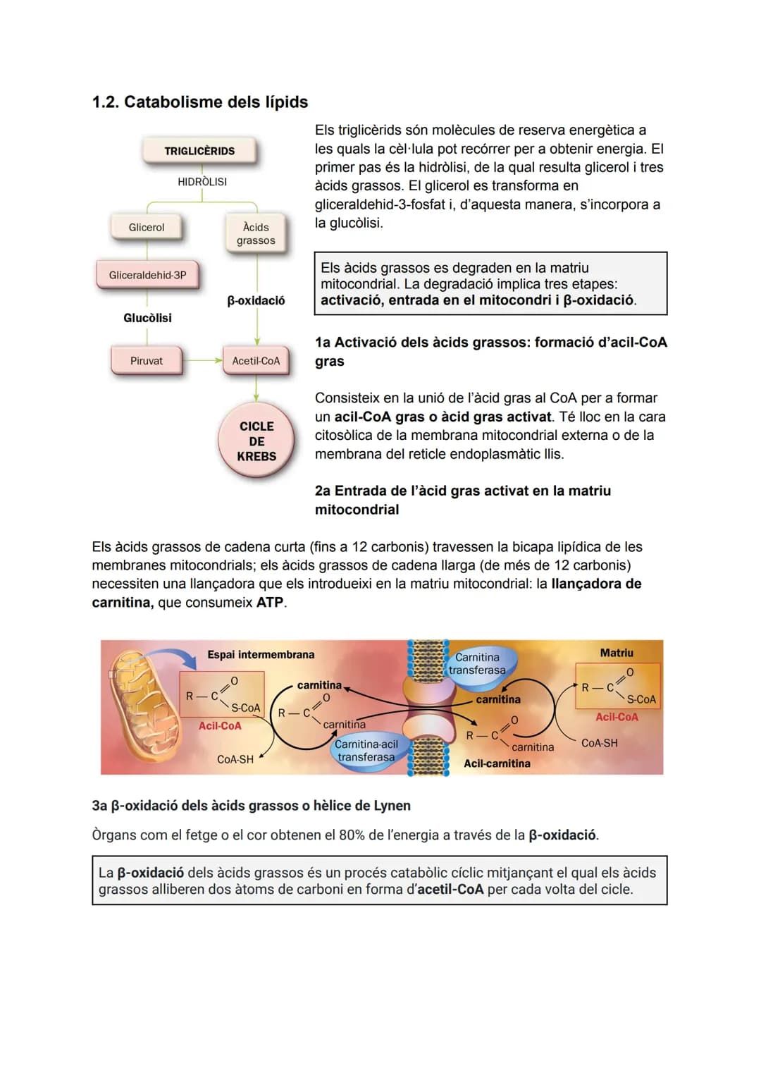 TEMA 2: CATABOLISME I ANABOLISME
1. CATABOLISME
En el catabolisme es produeix la degradació (oxidació) de molècules orgàniques amb la
fina