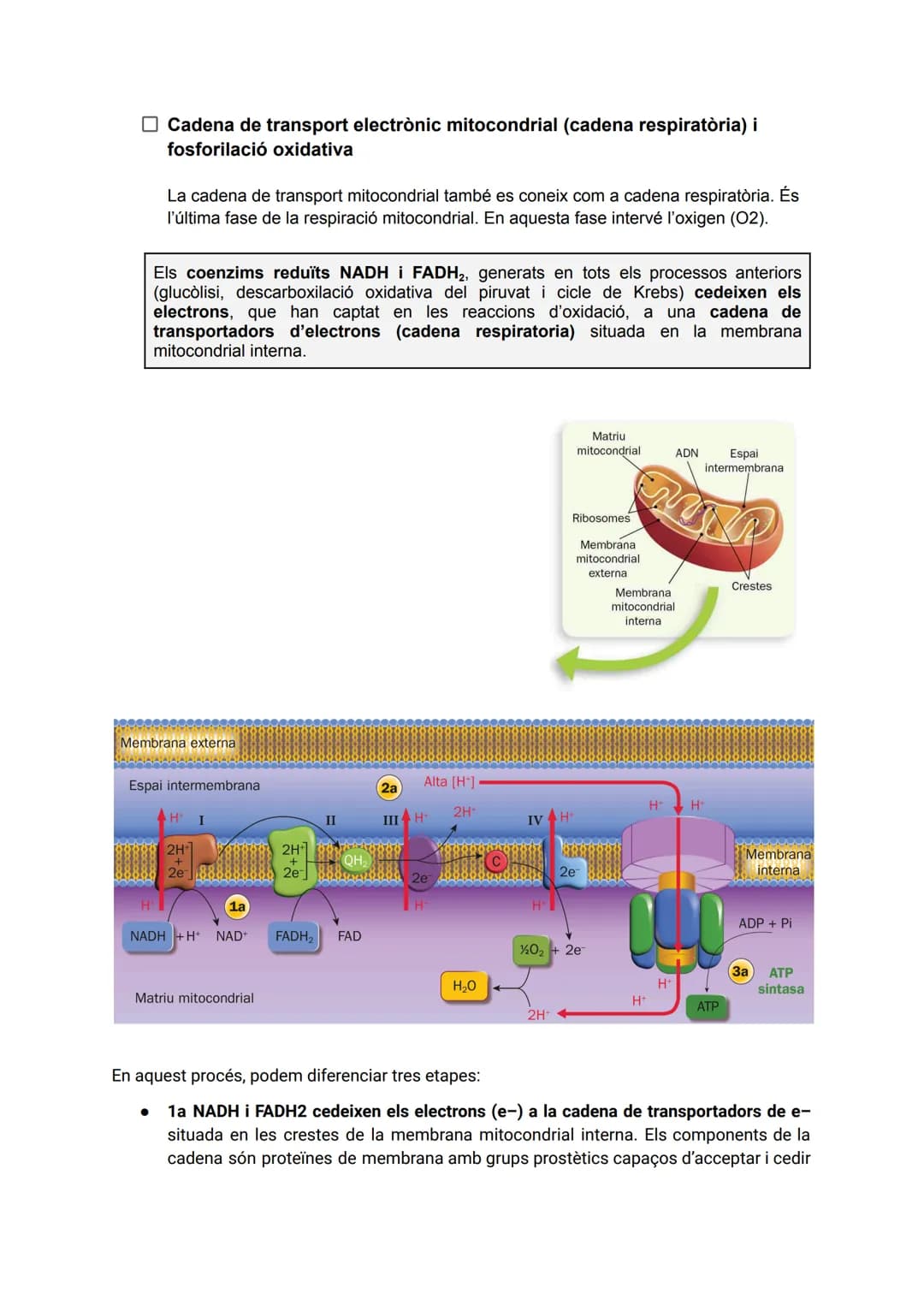 TEMA 2: CATABOLISME I ANABOLISME
1. CATABOLISME
En el catabolisme es produeix la degradació (oxidació) de molècules orgàniques amb la
fina