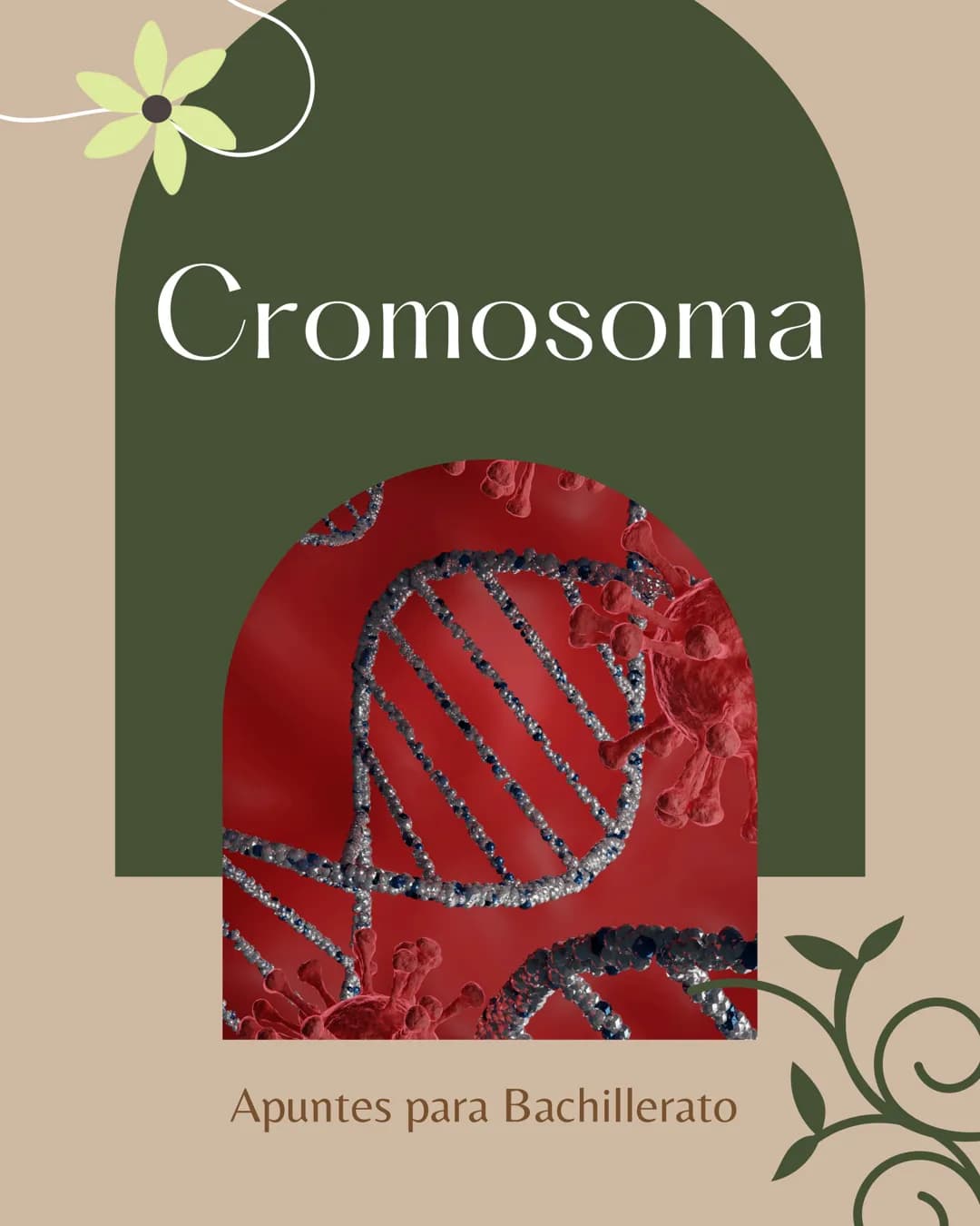 # Cromosoma
Apuntes para Bachillerato TEMA MATERIA
DIA MES AÑO
Cromoso m
Tiene principalmente 2
partes. En el interior
de la célula se
E