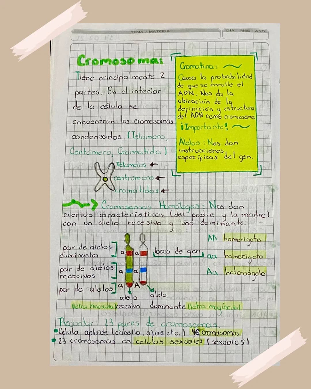 # Cromosoma
Apuntes para Bachillerato TEMA MATERIA
DIA MES AÑO
Cromoso m
Tiene principalmente 2
partes. En el interior
de la célula se
E