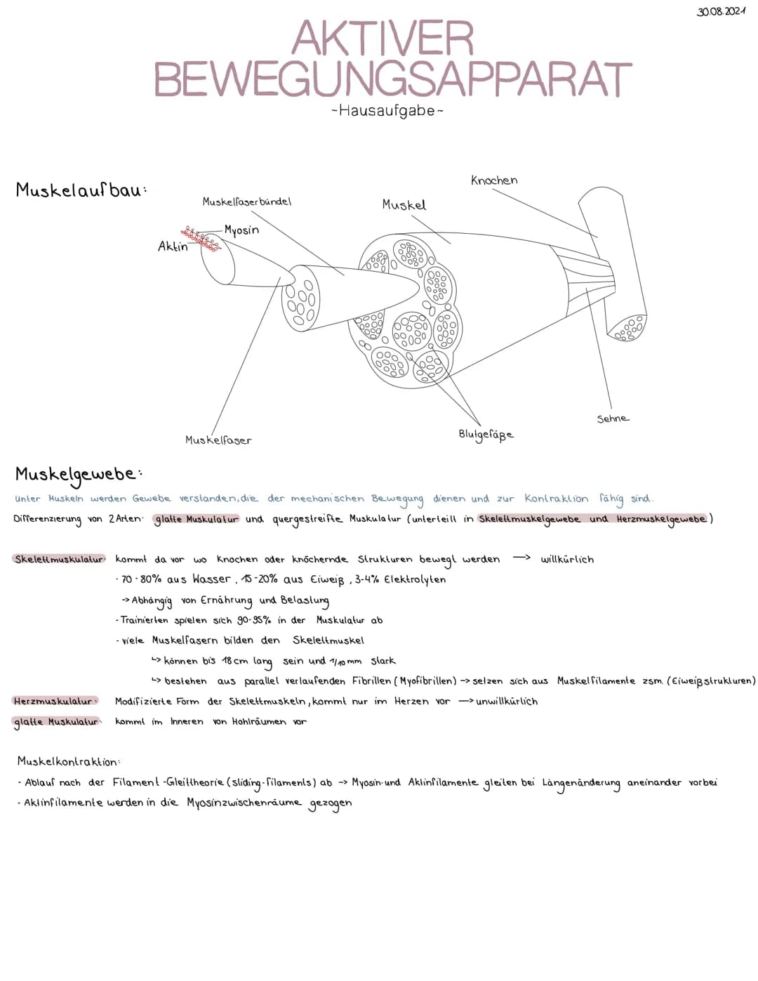 # AKTIVER
BEWEGUNGSAPPARAT
-Hausaufgabe-
Muskelaufbau:
Knochen
Muskelfaser bündel
Muskel
-Myosin
Aktin
Muskelfaser
Sehne
Blutgefäße
30.08