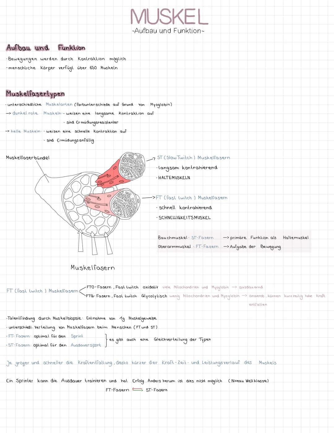 # AKTIVER
BEWEGUNGSAPPARAT
-Hausaufgabe-
Muskelaufbau:
Knochen
Muskelfaser bündel
Muskel
-Myosin
Aktin
Muskelfaser
Sehne
Blutgefäße
30.08