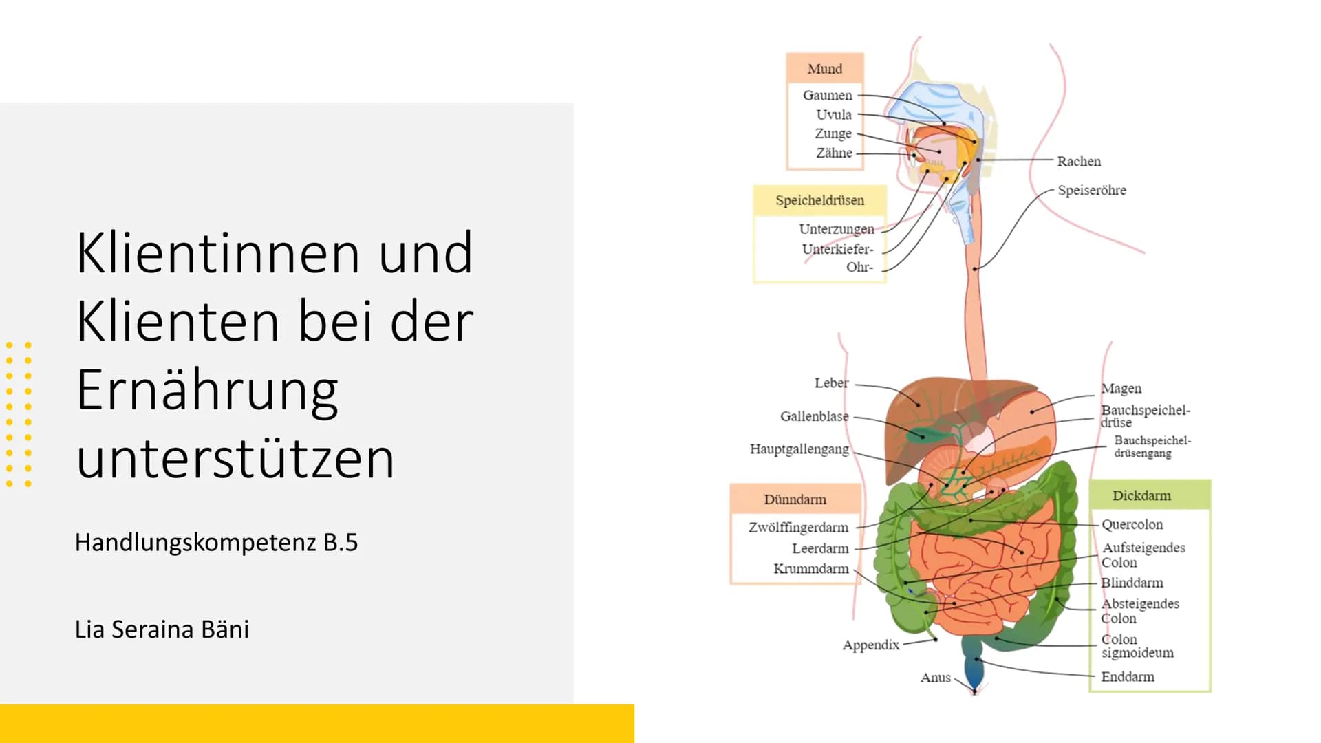 Mund
Gaumen
Uvula
Zunge
Zähne
Rachen
Speiseröhre
Klientinnen und
Klienten bei der
Ernährung
unterstützen
Handlungskompetenz B.5
Speicheldrüs