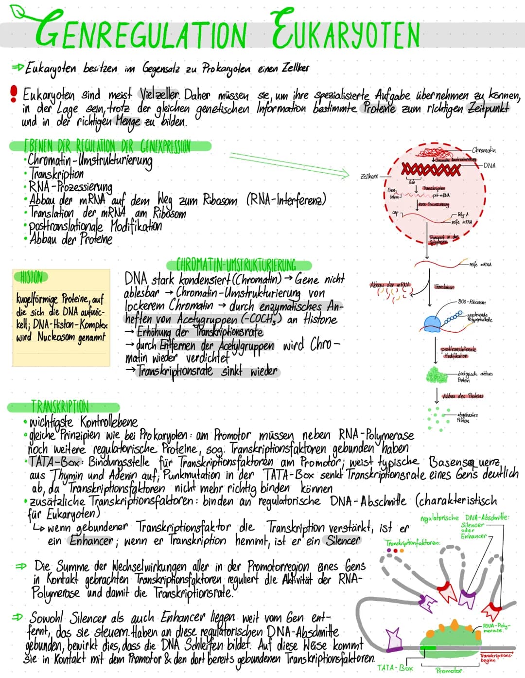 # GENREGULATION EUKARYOTEN
$
Eukaryoten besitzen im Gegensatz zu Prokaryoten einen Zellker
$
$
Eukaryoten sind meist Vielzeller. Daher müs