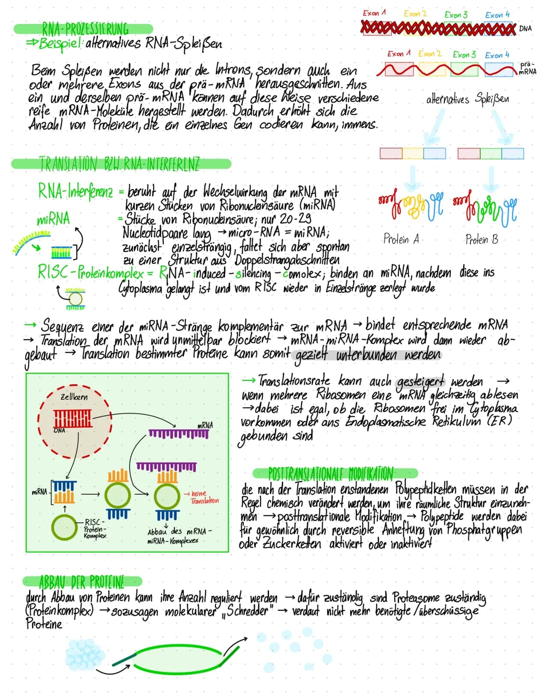 # GENREGULATION EUKARYOTEN
$
Eukaryoten besitzen im Gegensatz zu Prokaryoten einen Zellker
$
$
Eukaryoten sind meist Vielzeller. Daher müs