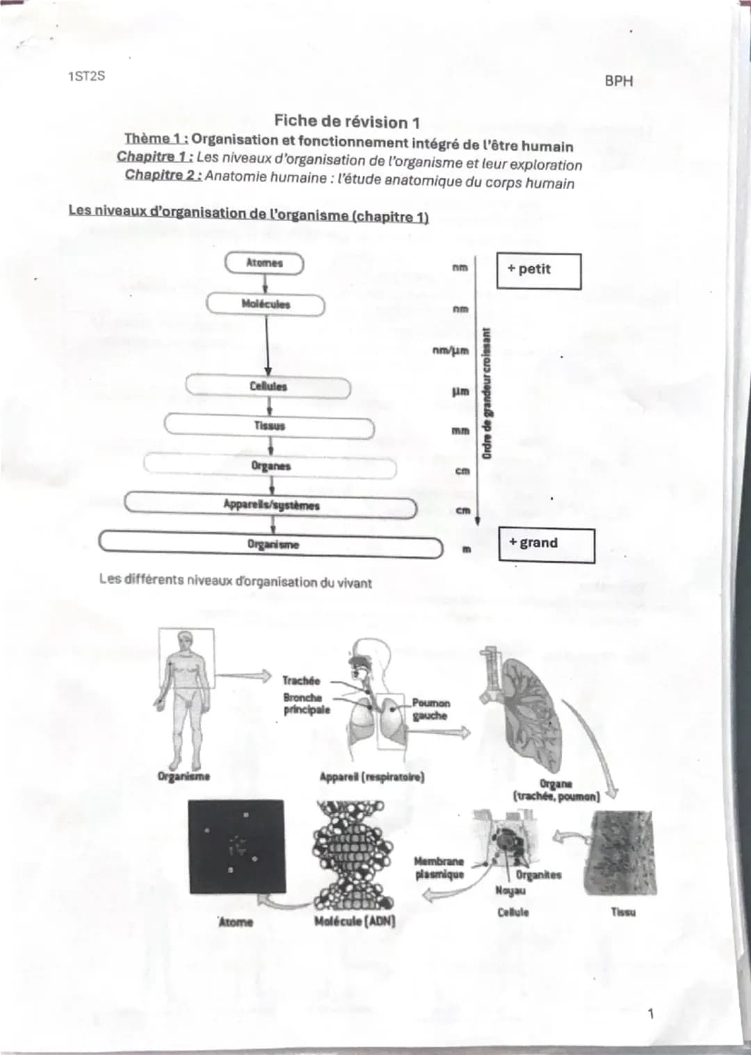 1ST25
Fiche de révision 1
Thème 1: Organisation et fonctionnement intégré de l'être humain
Chapitre 1: Les niveaux d'organisation de l'orga