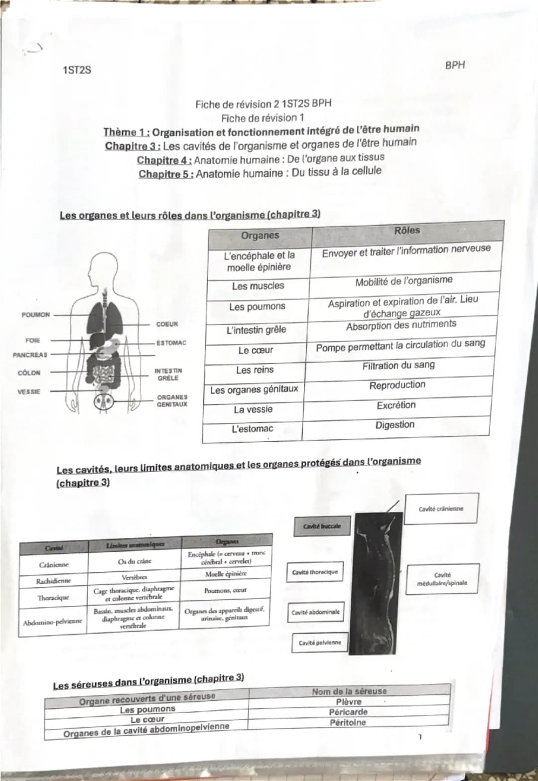 1ST25
Fiche de révision 1
Thème 1: Organisation et fonctionnement intégré de l'être humain
Chapitre 1: Les niveaux d'organisation de l'orga