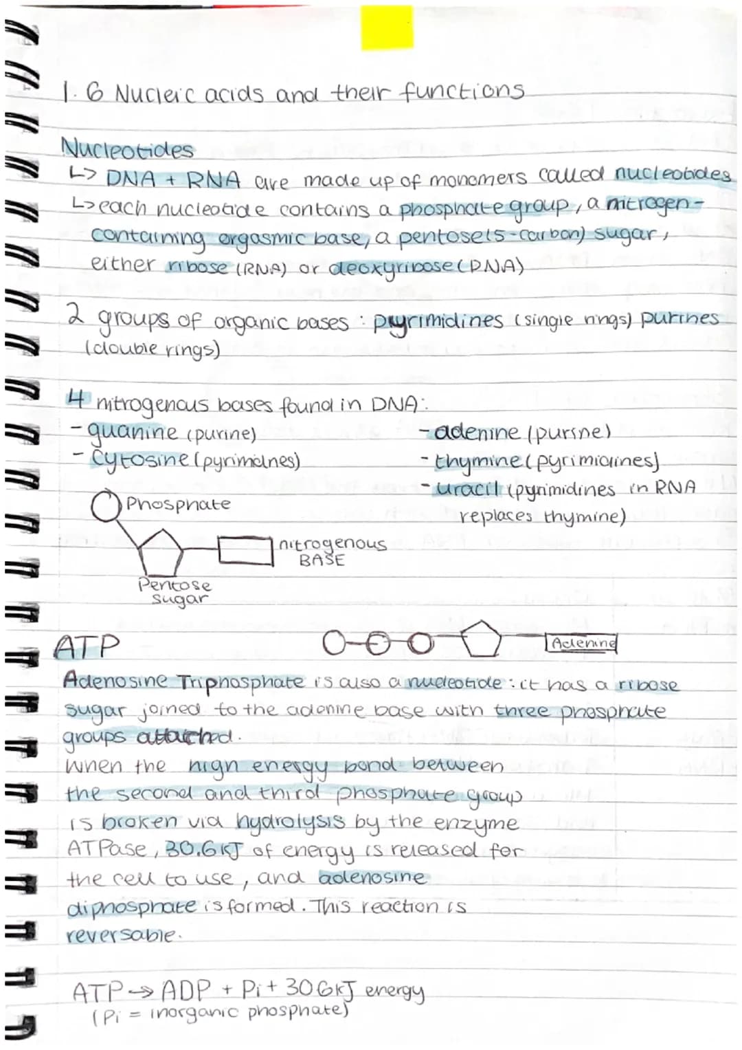 1.6 Nucleic acids and their functions.
Nucleotides
> DNA + RNA are made up of monomers called nucleotides.
beach nucleotide contains a phos