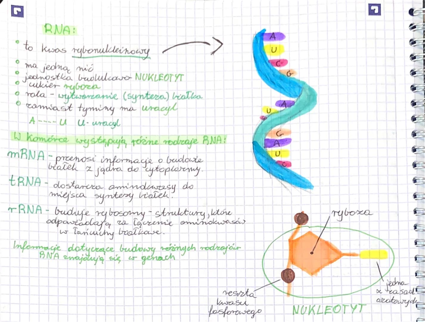 0
BIOLOGIA-DNA, BNA
DNA:
* to kwas deksyrybonukleinowy
* jest zbudowane z 2 nici, które
sa równo od siebie odległe i
wspólne sk