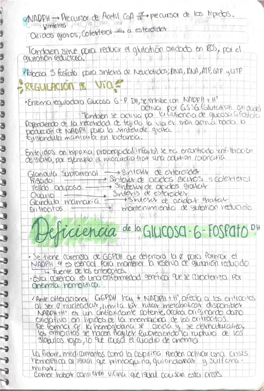 و
و
3
3
# Via de Pentosa Fosfato
La va er activa en
sintoris: vocidos gratos
de DNA y glutation
reducido
- O vía de la desviación de la he