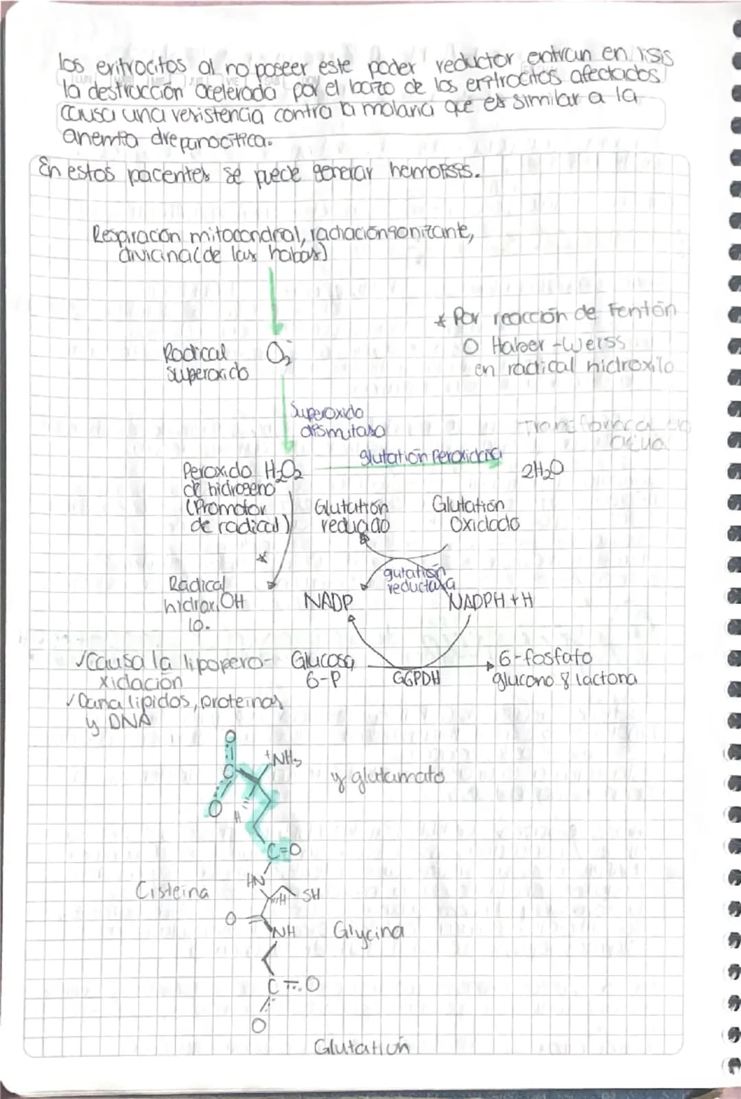 و
و
3
3
# Via de Pentosa Fosfato
La va er activa en
sintoris: vocidos gratos
de DNA y glutation
reducido
- O vía de la desviación de la he
