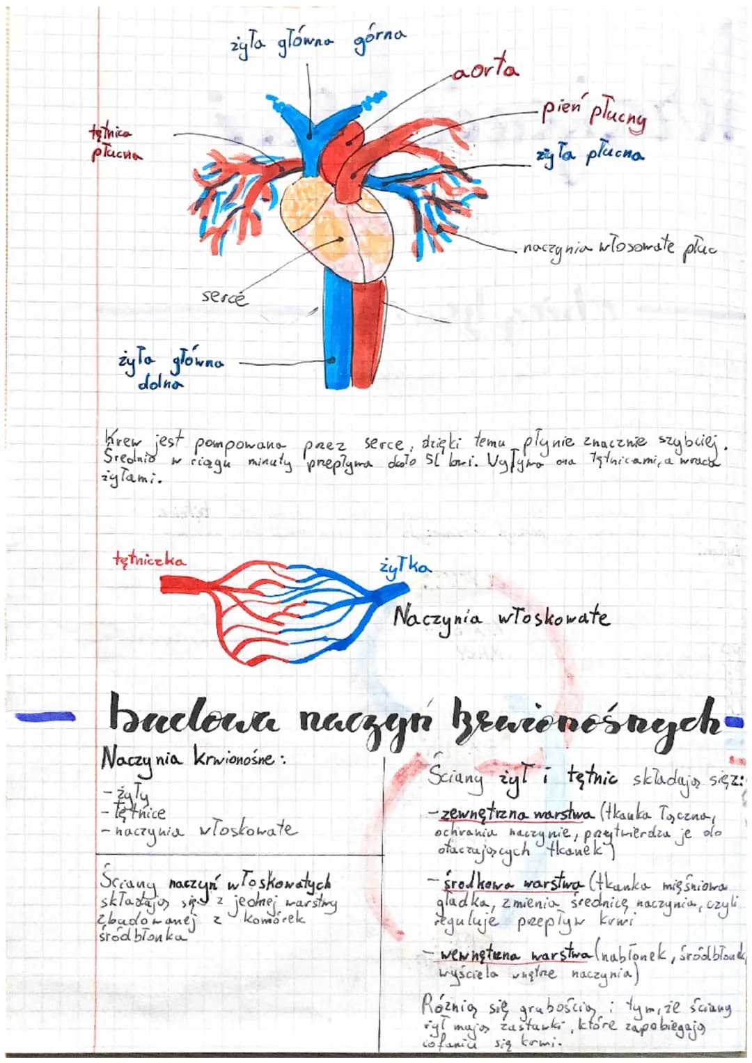 # Krążenie Brevi
Układ co
oznacza, ze krew
Pokład krwionośny to uklad zamkiety: snychenarply nie tylko
Por
w jednym kierunku
w
- Obieg Bru